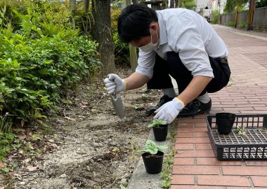 6月の美知メセナ活動<br />【ひまわりの苗を植えました】