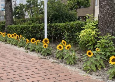 今日のひまわり便り☆