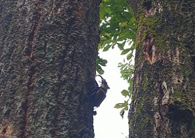 ～土木の現場から～クワガタを捕まえました☆